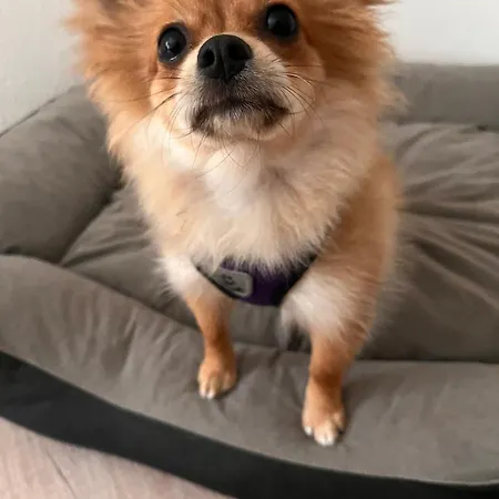 Oberheuslingen Apartamento *