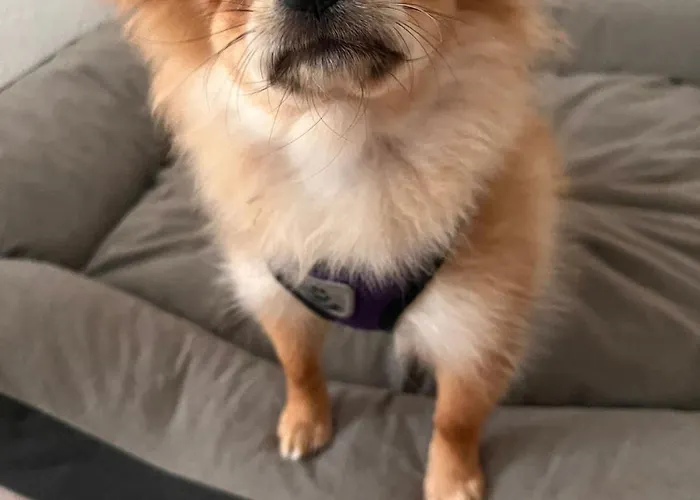 Oberheuslingen Appartamento *